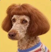 Barnaby Nugget